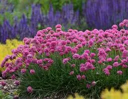 Cravo do mar – Armeria maritima