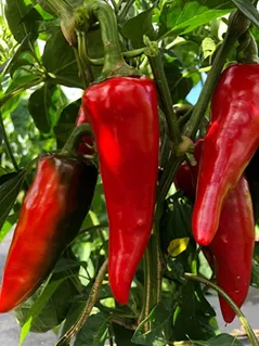 Pimento corno de touro vermelho