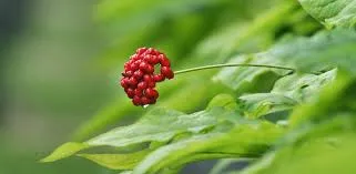 Ginseng Americano