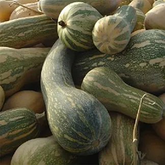 Abobora de Nápoles- Cucurbita moschata