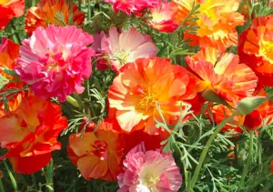 Papoila da Califórnia flor dobrada
