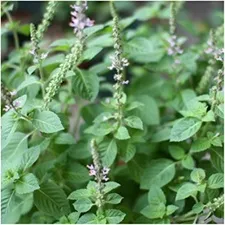 Tulsi – manjericão sagrado