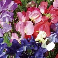 Ervilha de cheiro – lathyrus odoratus