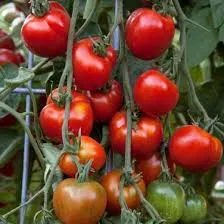 Tomate Stupice – Solanum lycopersicum