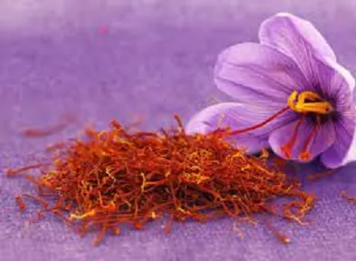 Açafrão Bolbos – crocus sativus