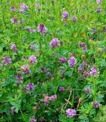 Medicago sativa-Alfafa – luzerna