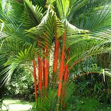 Palmeira laca – Cyrtostachys renda
