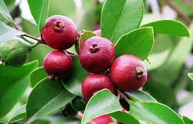 Araça vermelho Psidium Cattleyanum Sabine