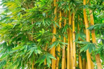 Bambu bambusa bambos- bambusa arundinacea
