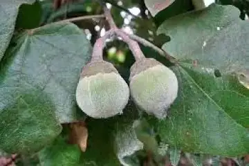 Maça pegajosa -Thespesia garckeana