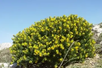 Luzerna Arbórea – Medicago Arbórea