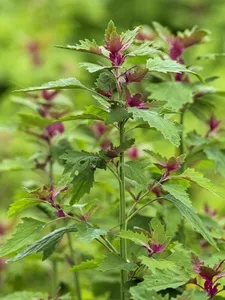 Espinafre Árvore- chenopodium giganteum