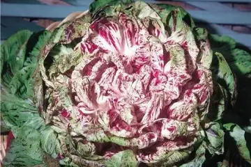 Alface chicória variegada castelfranco