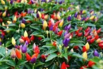 Piripíri Chinês 5 Cores-Capsicum annuum 'Chinese Five Color