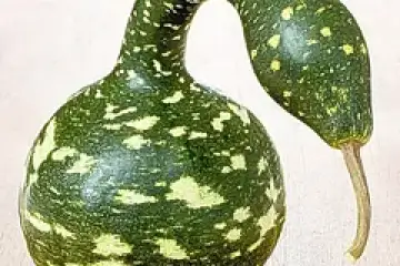 Cabaça cisne – Lagenaria siceraria