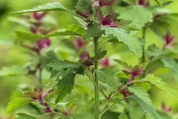 Espinafre Árvore- chenopodium giganteum