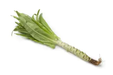 Alface chinesa-celtuce