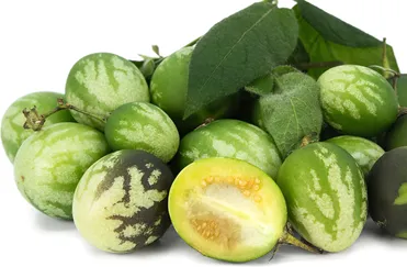 tzimbalo – solanum caripense