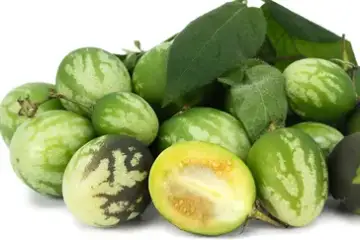 tzimbalo – solanum caripense
