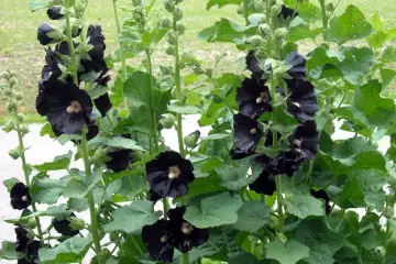 Malva real preta – Alcea rosea preta