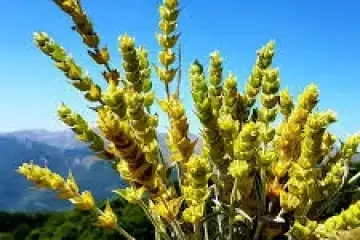 Sideritis scardica- chá das montanhas grego