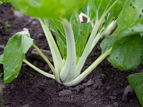 Pak Choi Mostarda Branco