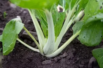 Pak Choi Mostarda Branco