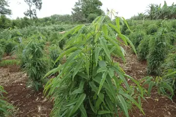 Crajiru - Pariri - Fridericia chica