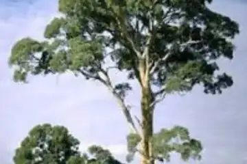 Eucalipto vermelho - eucalyptus camaldulensis