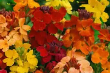 Goivos mistos-cheiranthus cheiri mix