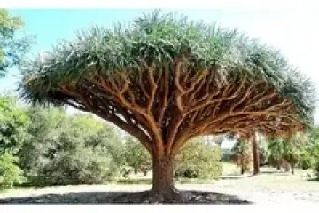 Dragoeiro- Dracaena drago