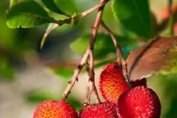 Medronheiro- Arbutus unedo