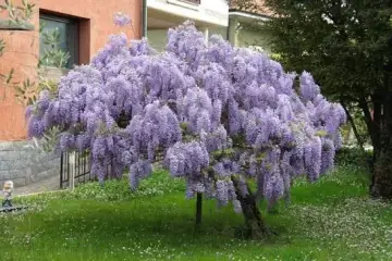 Glicinia- Bolusanthus speciosus