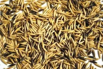 Aveia preta - Avena strigosa