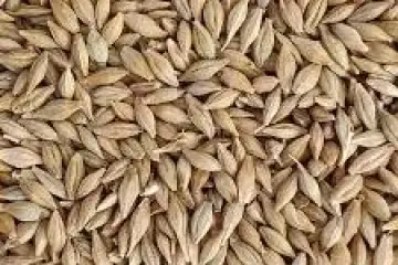 Cevada - Hordeum vulgare