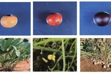 Vigna subterranea – Bambara Groundnut