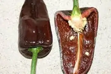 Pimento mulato isleno