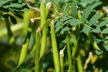 Arvore das ervilhas - Caragana arborescens