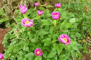 rosa-albardeira - Paeonia broteri