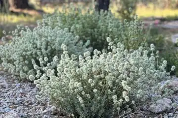 Tomilho bravo - Thymus mastichina