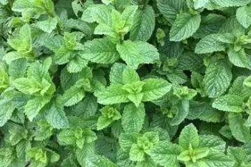 Menta spicata viridis