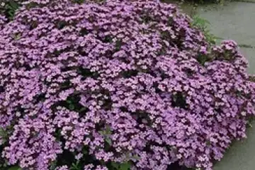 Pedra sabão – saponaria ocymoides