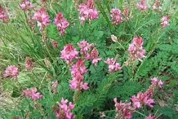 Esparceta – onobrychis vicaefolia