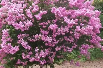 Árvore de Júpiter- Lagerstroemia indica