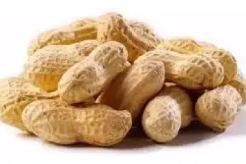 Amendoim - Arachis hypogaea