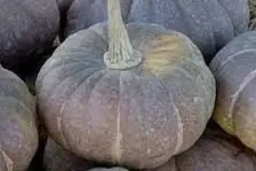 Abobora morango