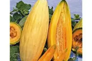 Melão Banana - Cucumis melo