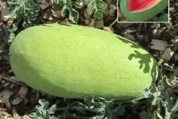 Melancia Ali Baba - Citrullus lanatus