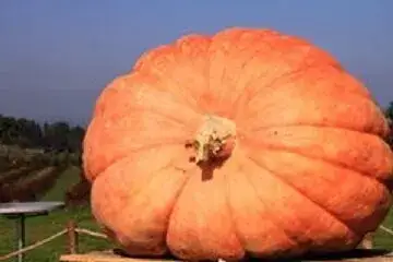 Abobora Gigante Atlantic -  Cucurbita maxima