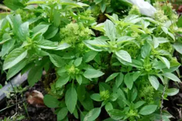 Manjericão cânfora do Malawi -  Ocimum americanum